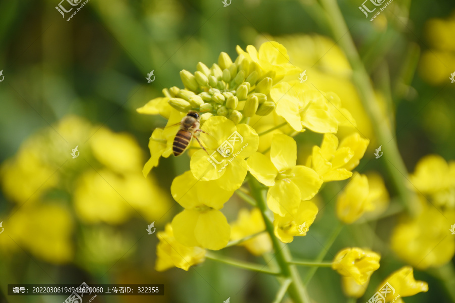 采花蜜的蜜蜂