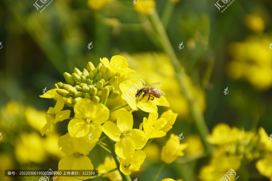 油菜花上的蜜蜂