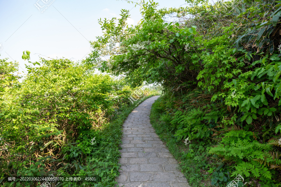 林间小路