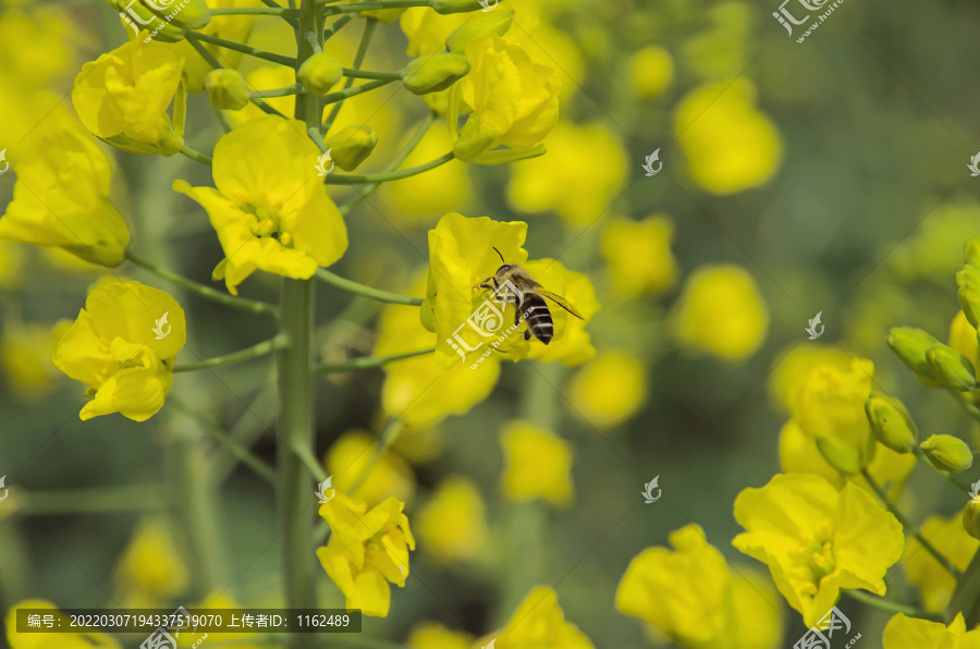 油菜花和小蜜蜂