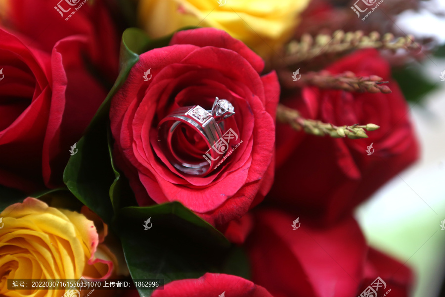 玫瑰花里的戒指