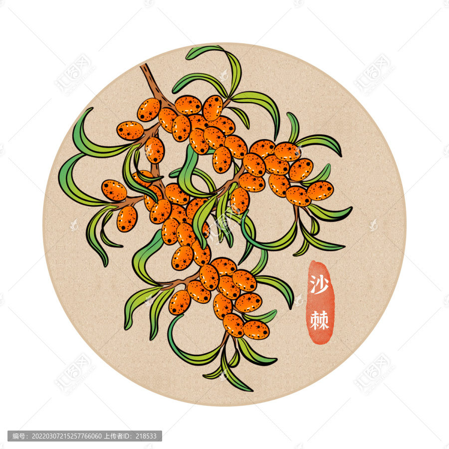 手繪沙棘果沙棘植物插畫