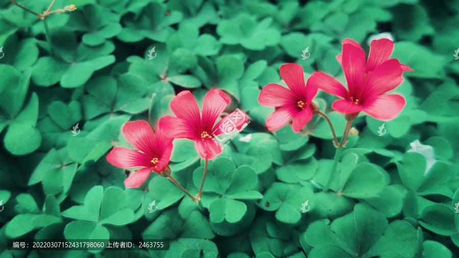 酢浆草花朵