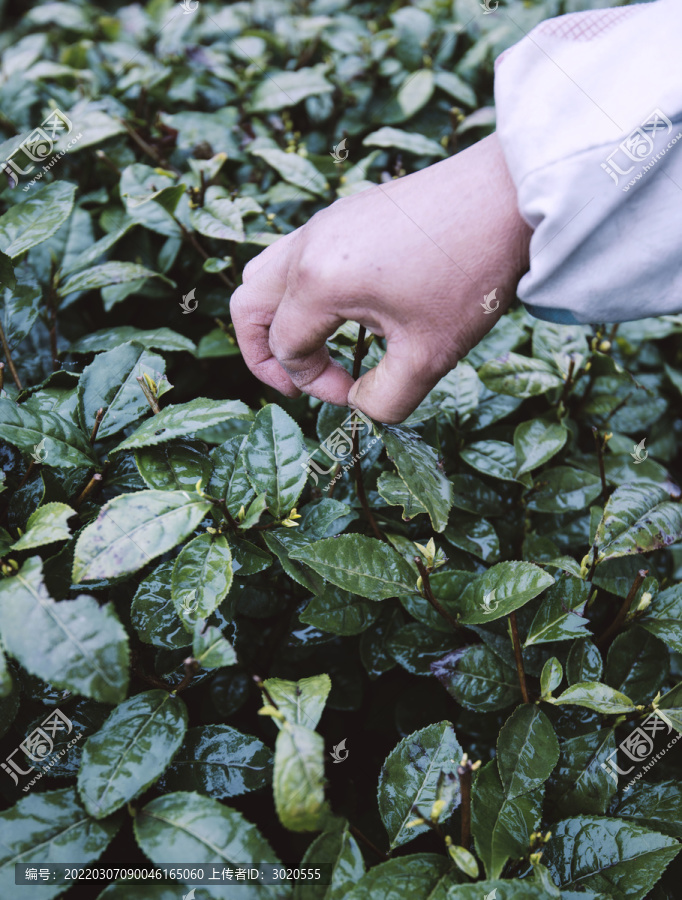 春茶种植采摘