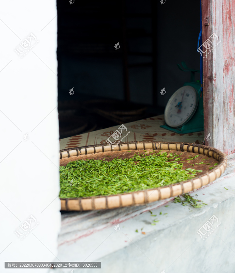 春茶种植采摘