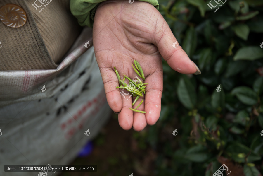 春茶种植采摘