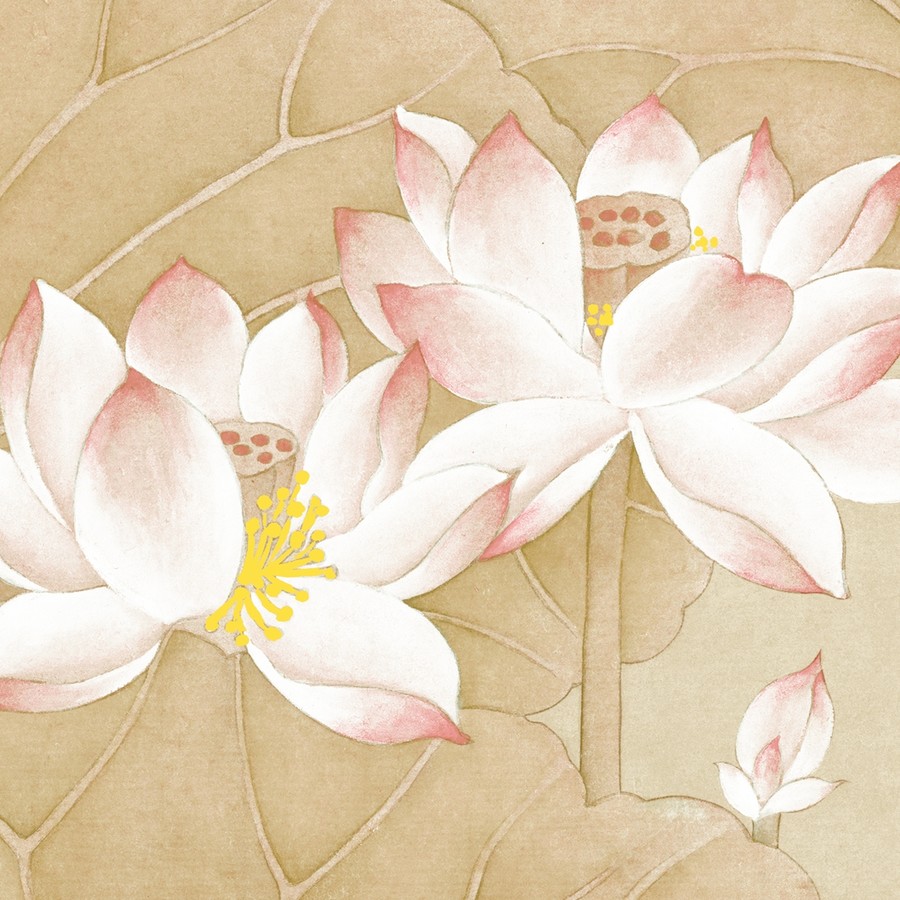初發(fā)芙蓉