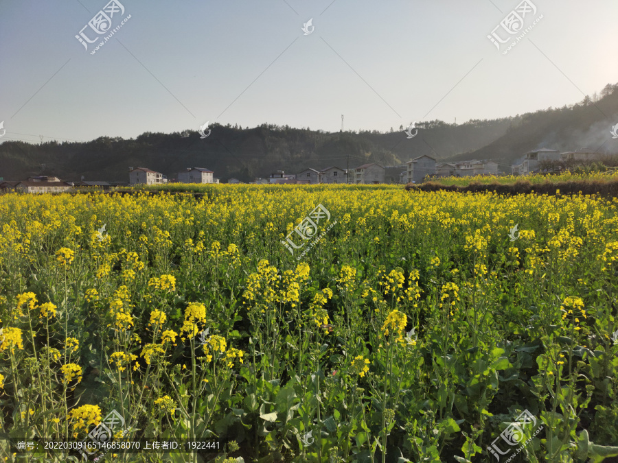 油菜