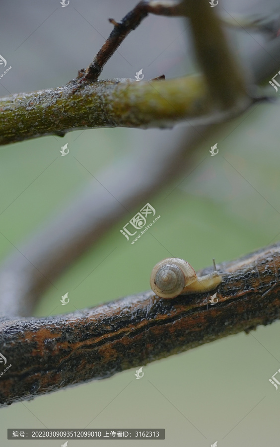树枝蜗牛