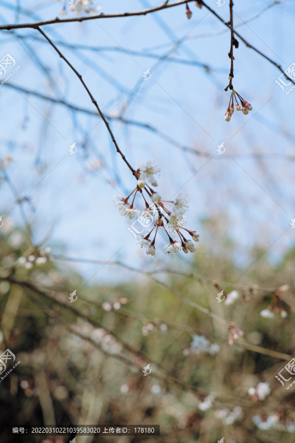 春日风光