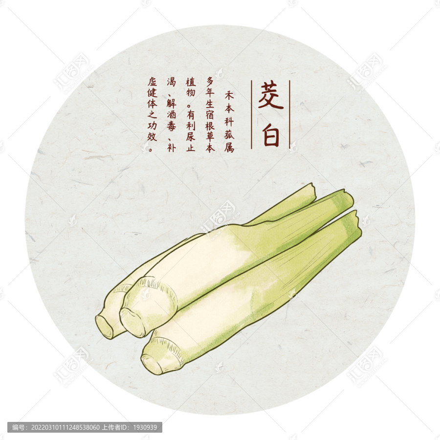 手繪茭白
