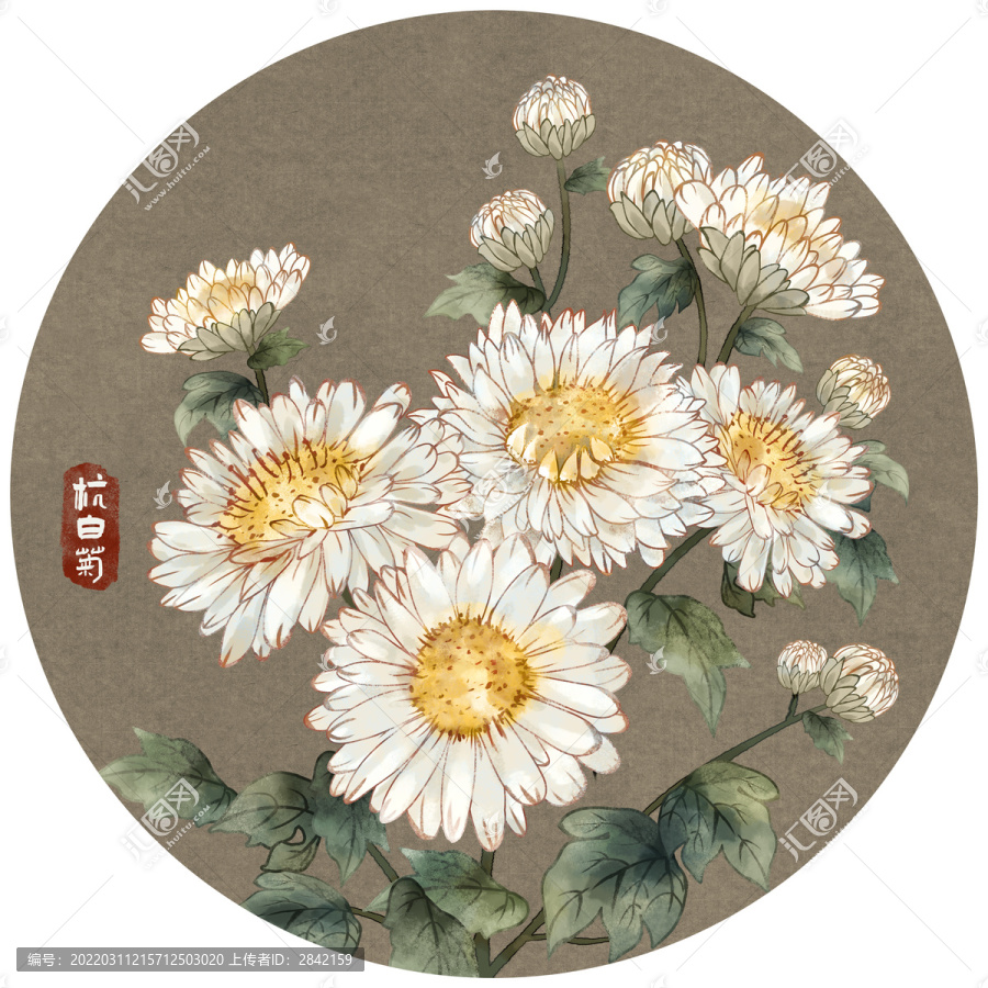 手繪工筆杭白菊