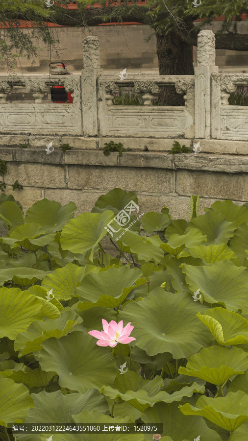 明清皇家古代建筑北京太庙荷花