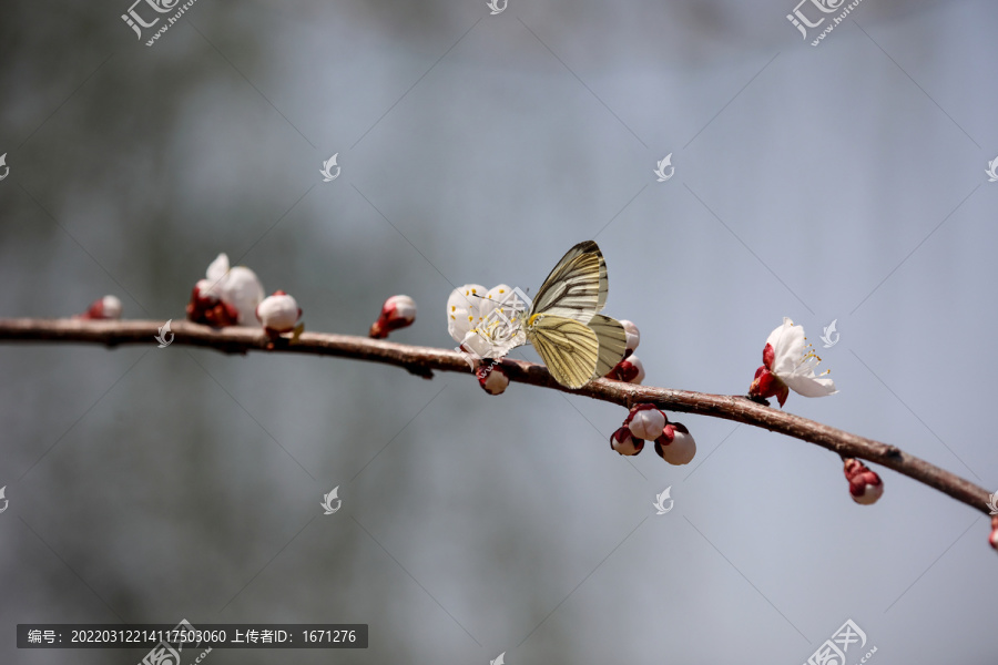 蝶恋花