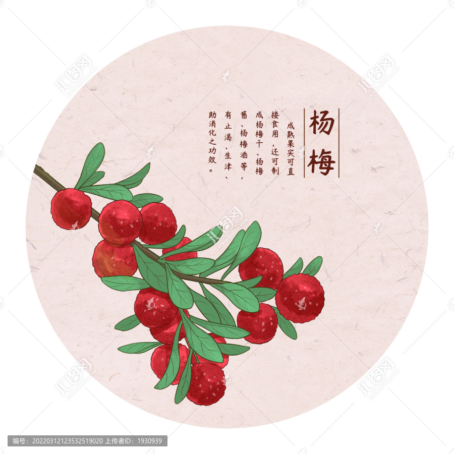 手繪楊梅