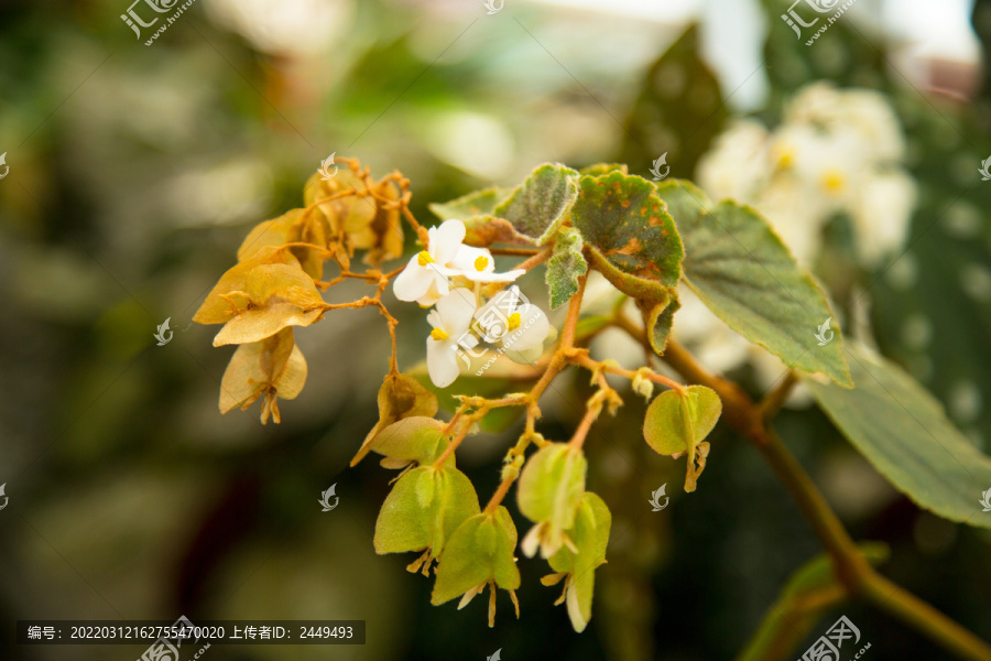 森林花草图片