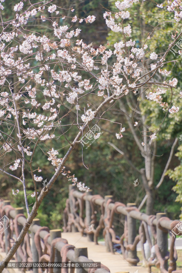 长沙园林生态园的樱花特写