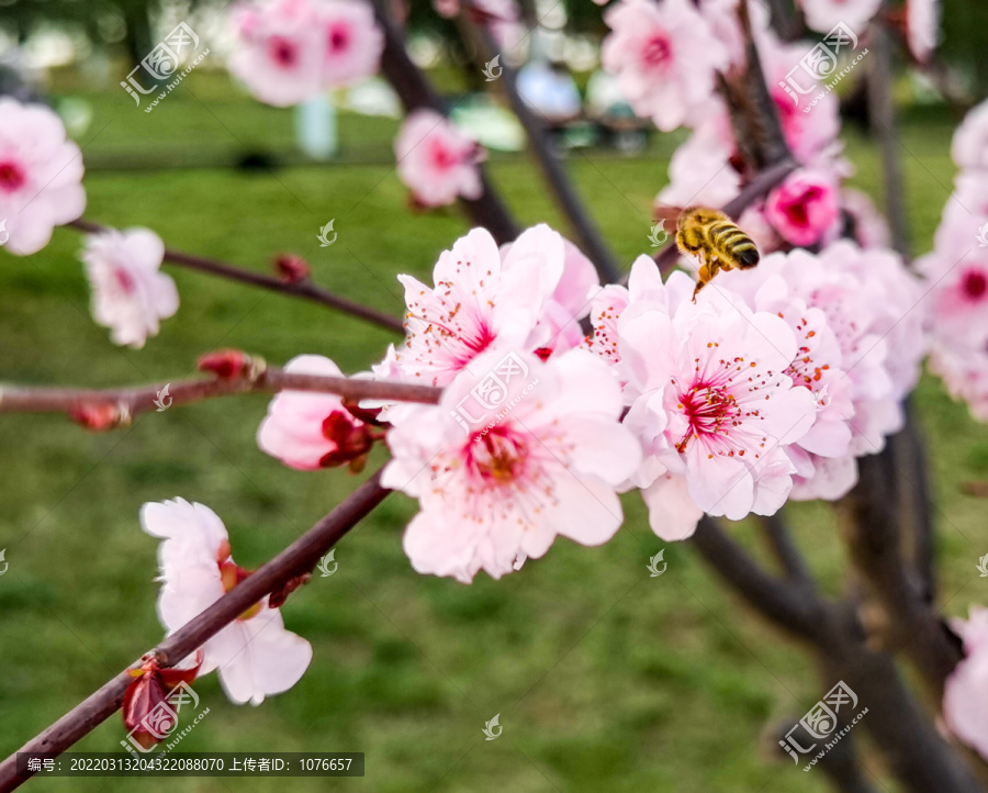 梅花高清特写