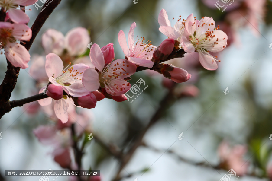 桃花