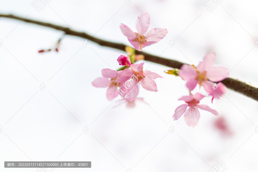 虚幻背景的樱花素材