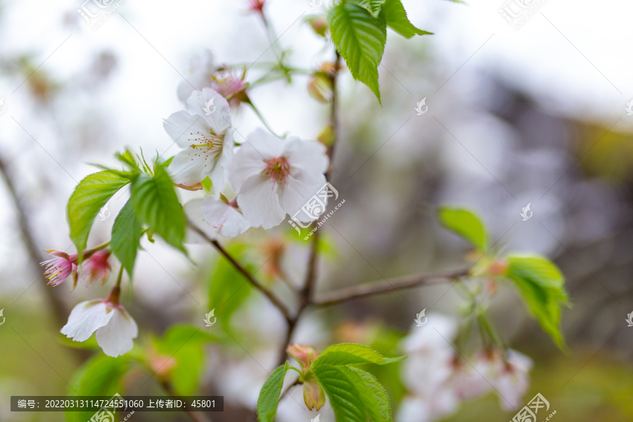 白色樱花