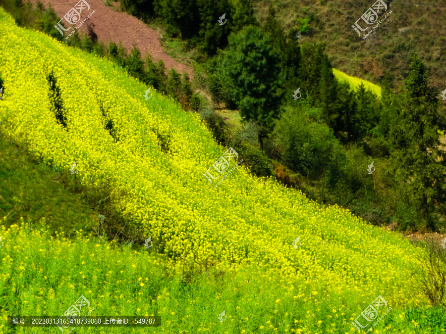 高山油菜花