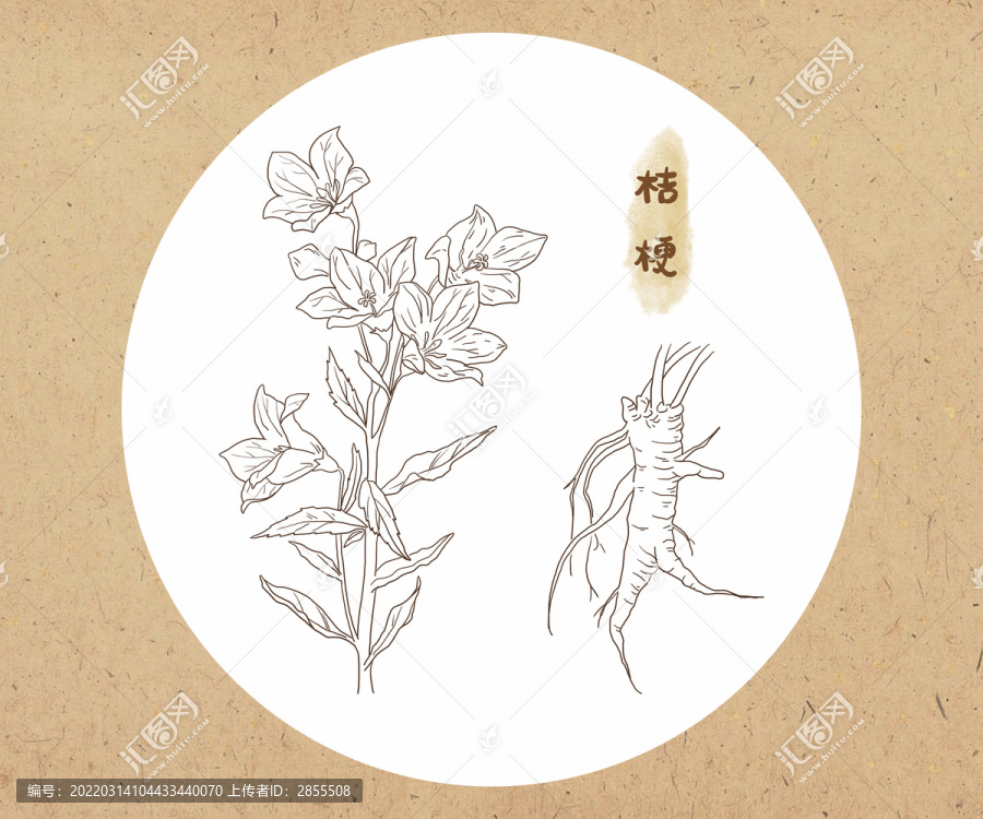 線描桔梗