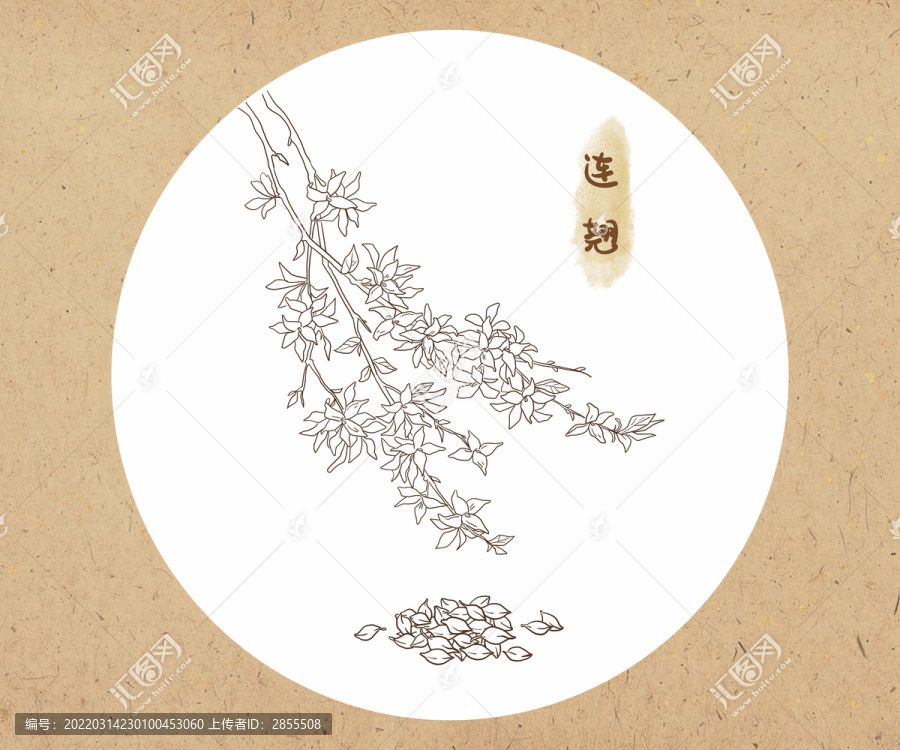 線描中草藥連翹