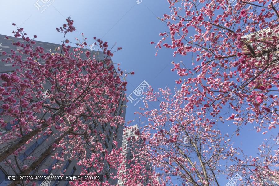 樱花高层建筑蓝天城市景观