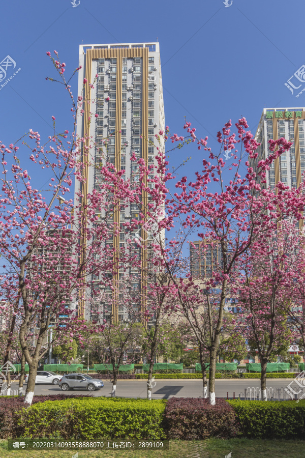 樱花高层建筑蓝天城市景观