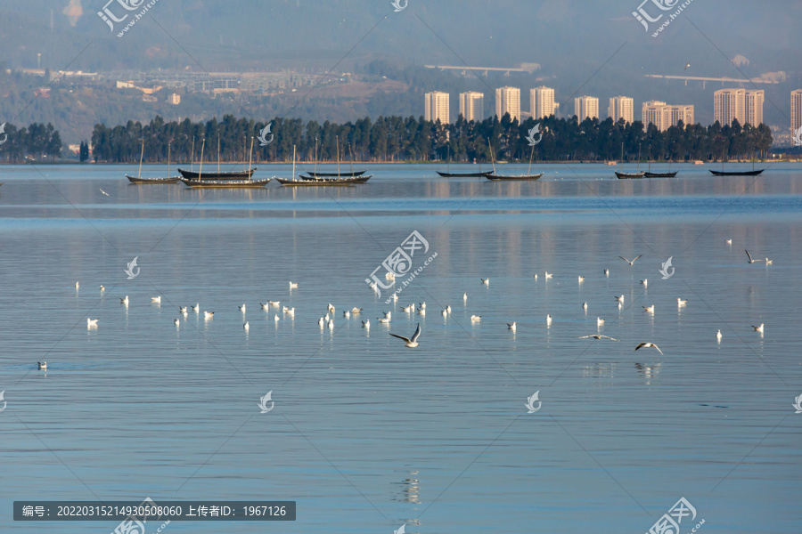 云南昆明海埂大坝海鸥