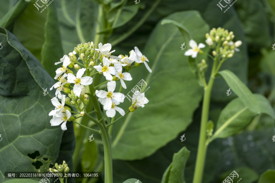 菜园白花