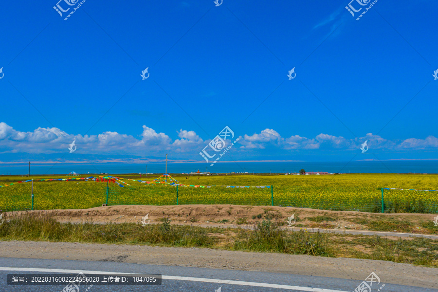 青海湖油菜花