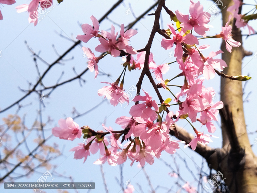 樱花