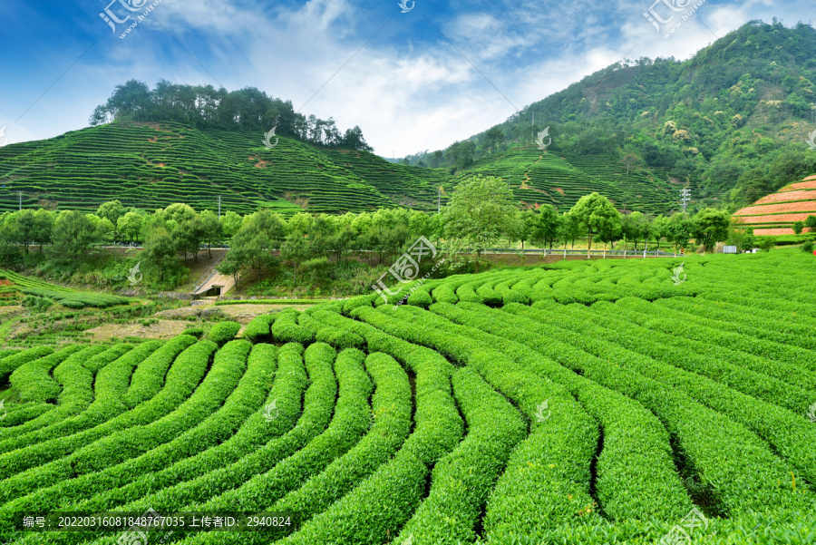 山下的茶园