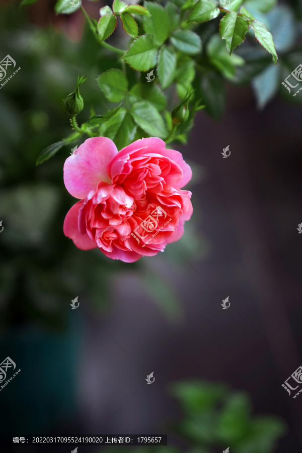 月季花