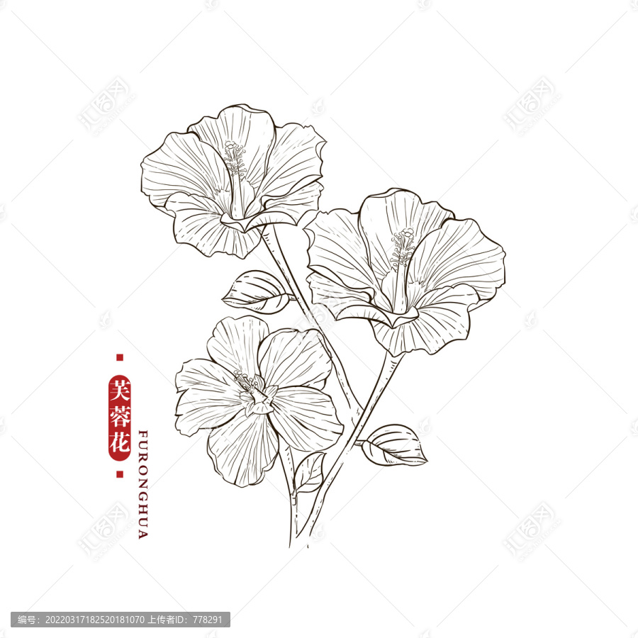 芙蓉花线稿