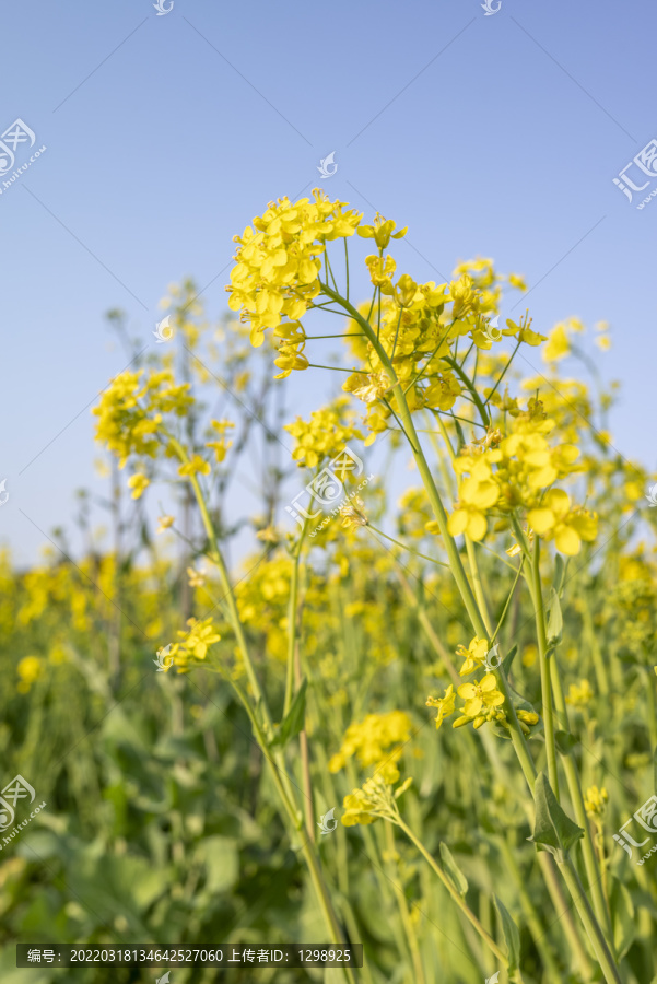 蓝天下的油菜花