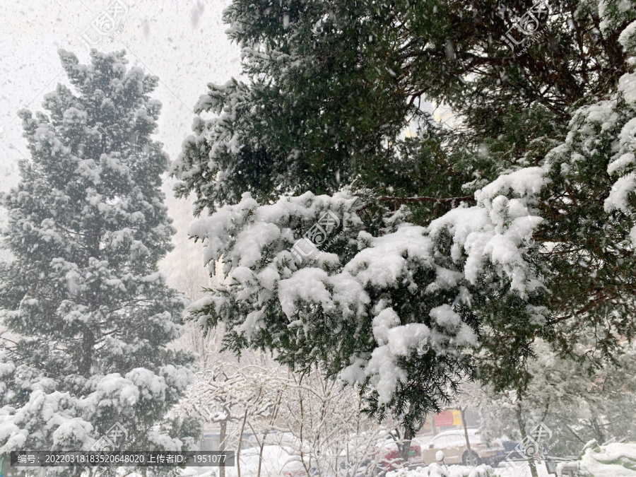 松树在雪中