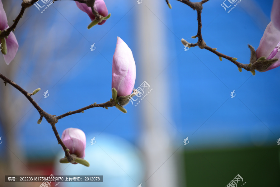 又是一年玉兰花儿开