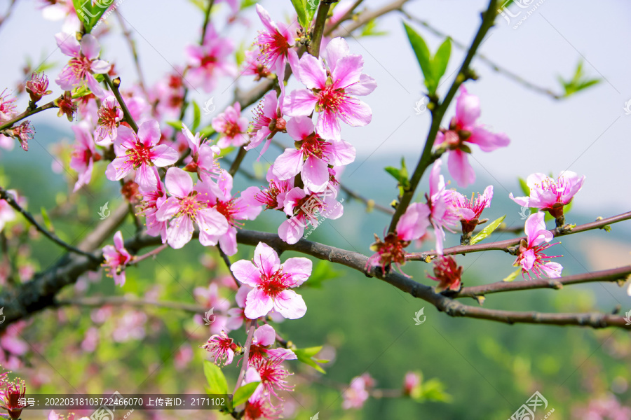 春暖花开