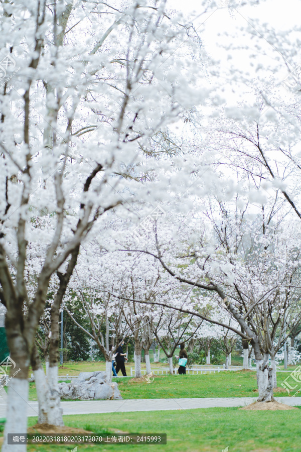 白樱花