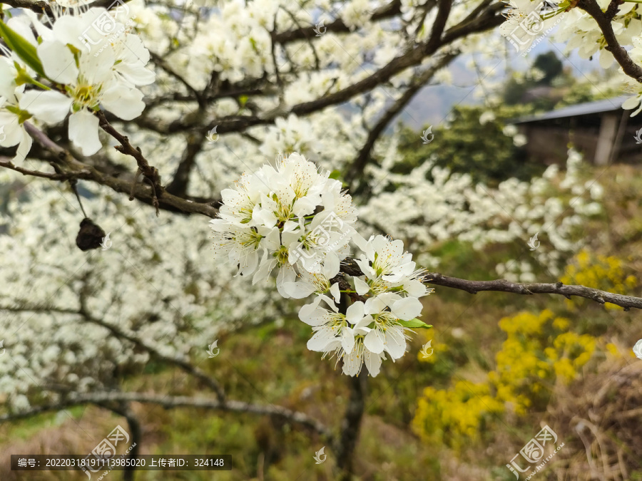 李花