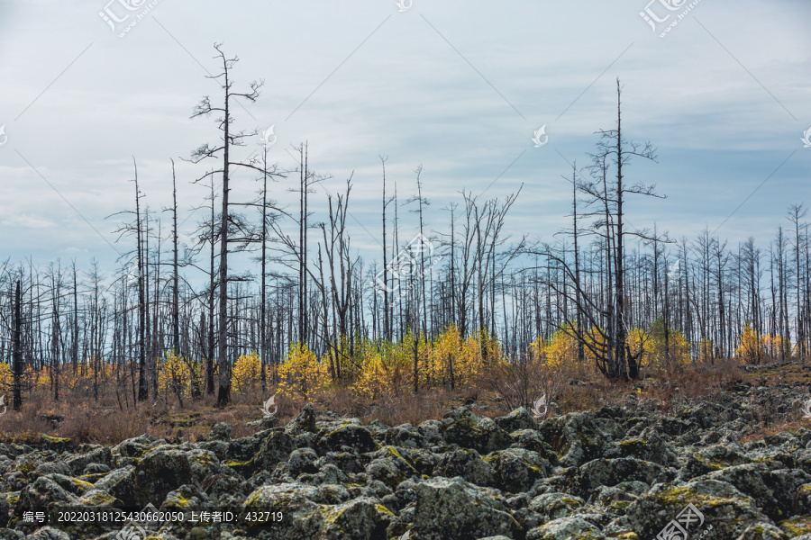 火山岩枯树林