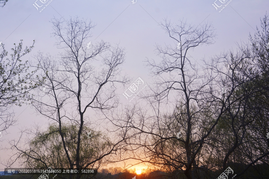 夕阳树枝美景