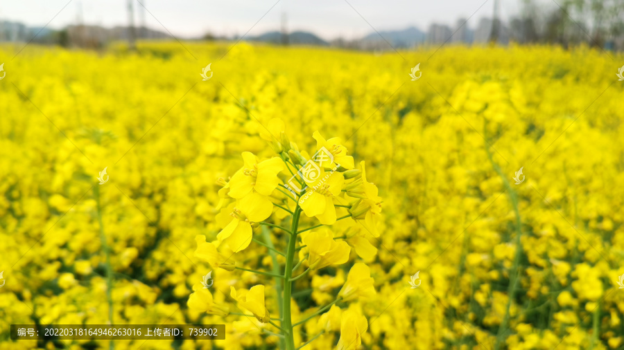 油菜花