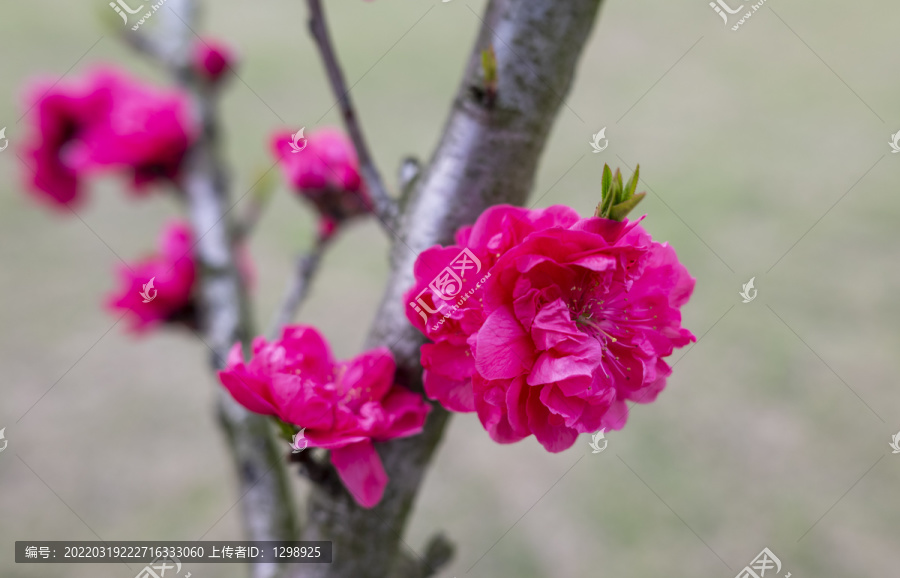 碧桃花