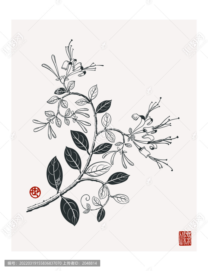 金銀花