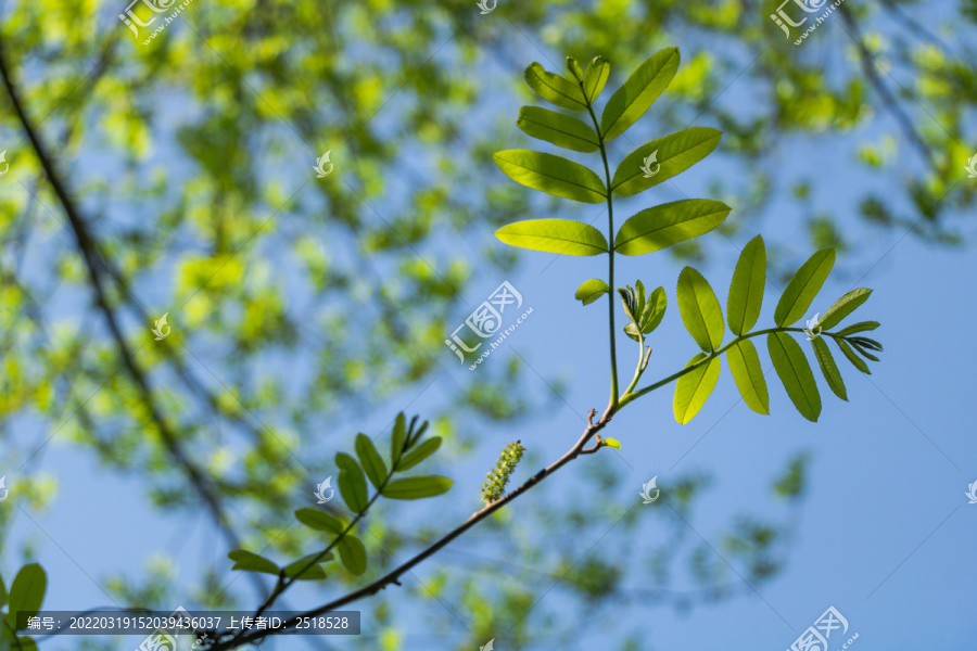 春天户外绿色植物阳光下的树叶