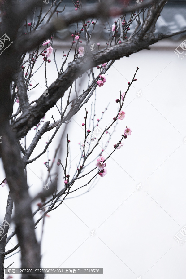 春天粉色梅花林树林花开